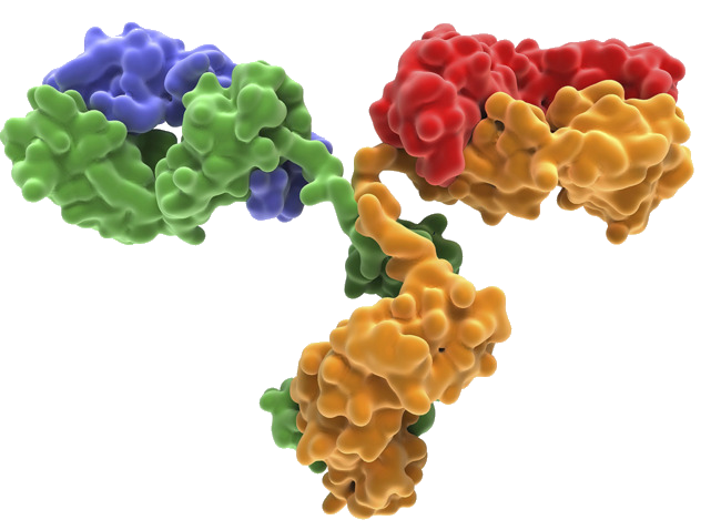 Immunoglobulin